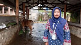 drh. Vidia Fibriyanti, Kepala UPTD Rumah Potong Hewan (RPH) dan Pasar Hewan Dinas Pertanian Kota Mataram