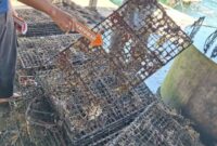 Kerang siput laut yang hilang dari penangkarannya. Foto: Humas Polres Lotim