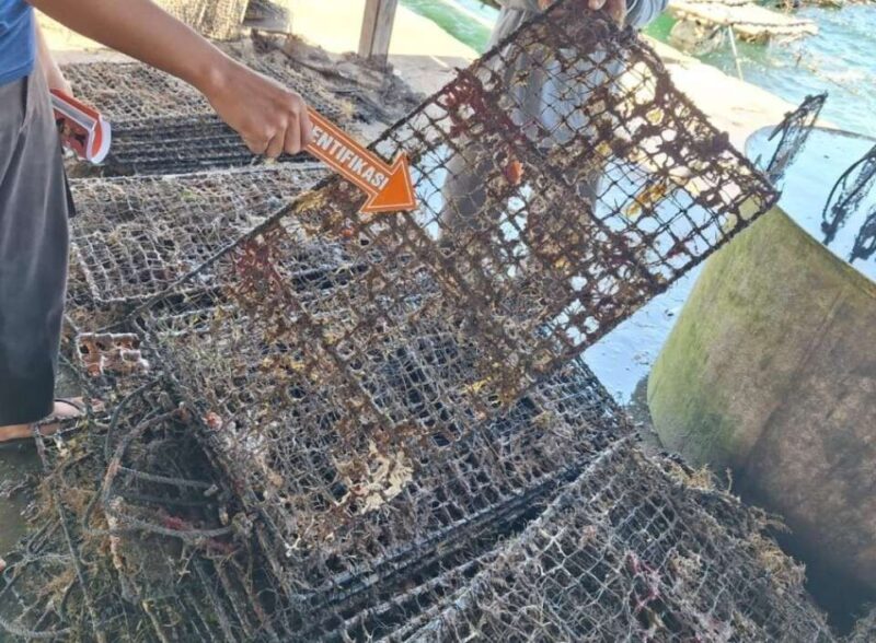 Kerang siput laut yang hilang dari penangkarannya. Foto: Humas Polres Lotim