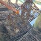 Kerang siput laut yang hilang dari penangkarannya. Foto: Humas Polres Lotim