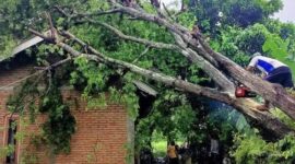 Pohon tumbang yang menutupi ruas jalan raya di Kelurahan Kontak, Praya Tengah, Lombok Tengah, (13/3/2024).