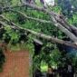 Pohon tumbang yang menutupi ruas jalan raya di Kelurahan Kontak, Praya Tengah, Lombok Tengah, (13/3/2024).