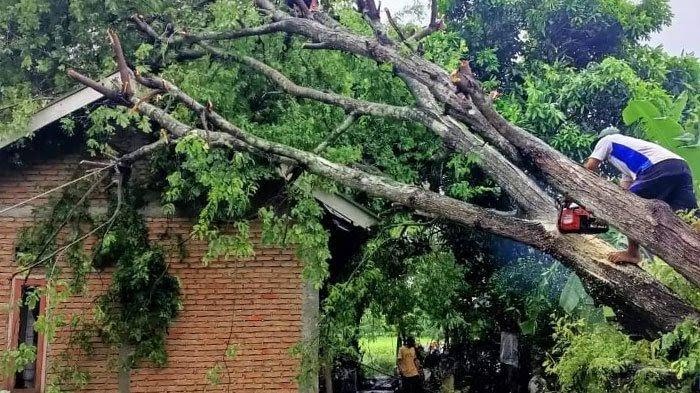 Pohon tumbang yang menutupi ruas jalan raya di Kelurahan Kontak, Praya Tengah, Lombok Tengah, (13/3/2024).