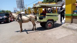 Ilustrasi: Cidomo, alat transportasi tradisional lokal di Pulau Lombok, Provinsi Nusa Tenggara Barat, sedang menunggu penumpang di Pasar Kebon Roek Kota Mataram. (ANTARA/Nirkomala)