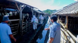 Petugas kesehatan hewan saat melakukan penyemprotan disinfektan di salah satu kandang kolektif yang ada di Lombok Barat