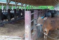 Ternak sapi Sumbawa saat disimpan di Holding Ground