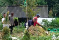 Panen Padi disalah satu sawah milik petani di wilayah Lombok Barat.