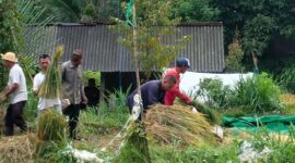 Panen Padi disalah satu sawah milik petani di wilayah Lombok Barat.