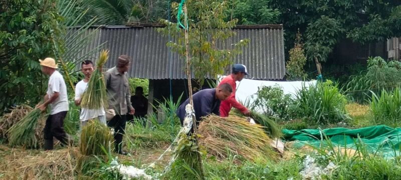 Panen Padi disalah satu sawah milik petani di wilayah Lombok Barat.