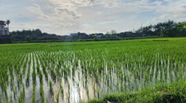 Pada saat itu, mereka benar-benar sudah tidak mengingat lagi apa yang menjadi tujuan utama atau pekerjaan utama mereka berada di persawahan itu (Foto ilustrasi  Aks)