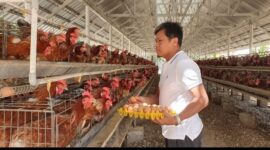 Peternakan bukan lagi sektor tradisional, melainkan dapat dipresentasikan sebagai “bio-industry and food technology innovation hub” (Foto: ist)