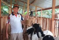 Racikan ultra mineral di kandang kambing mungkin tampak sepele. Namun justru dari praktik-praktik konkret semacam inilah visi besar diuji (Foto: ist)