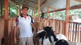 Racikan ultra mineral di kandang kambing mungkin tampak sepele. Namun justru dari praktik-praktik konkret semacam inilah visi besar diuji (Foto: ist)