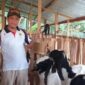 Racikan ultra mineral di kandang kambing mungkin tampak sepele. Namun justru dari praktik-praktik konkret semacam inilah visi besar diuji (Foto: ist)