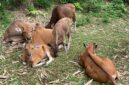 Sapi dianggap sebagai tempat  menabung yang efektif (foto: ss / ceraken.id)