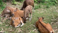 Sapi dianggap sebagai tempat  menabung yang efektif (foto: ss / ceraken.id)