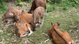 Sapi dianggap sebagai tempat  menabung yang efektif (foto: ss / ceraken.id)