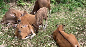 Sapi dianggap sebagai tempat  menabung yang efektif (foto: ss / ceraken.id)