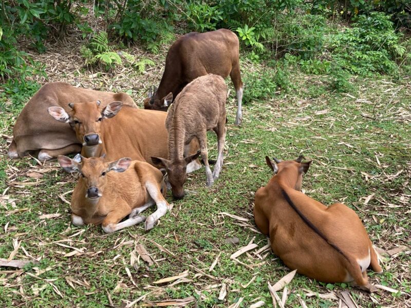 Sapi dianggap sebagai tempat  menabung yang efektif (foto: ss / ceraken.id)