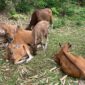 Sapi dianggap sebagai tempat  menabung yang efektif (foto: ss / ceraken.id)