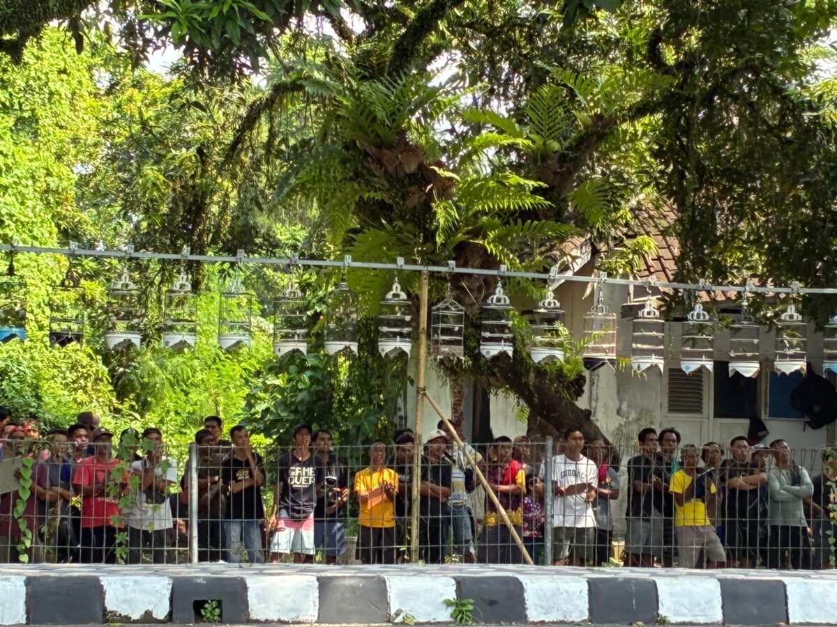 Lomba kicau burung pleci ada di tengah masyarakat (foto: ss / ceraken.id)