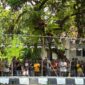 Lomba kicau burung pleci ada di tengah masyarakat (foto: ss / ceraken.id)